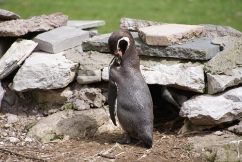 Pingwin #Zwierzęta