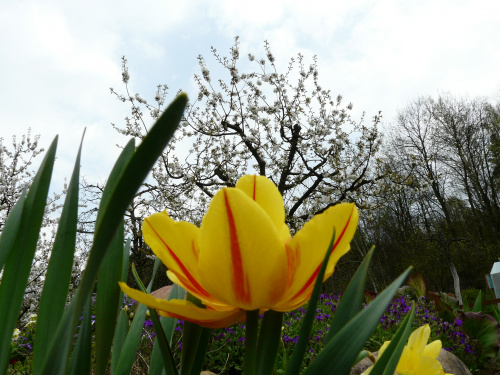 tulipany ... #WIOSNA