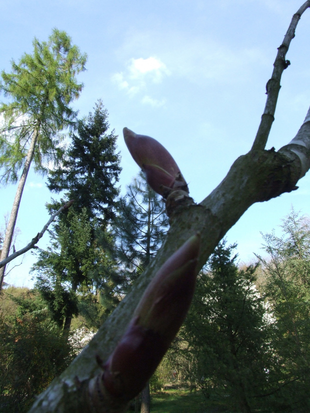 Aralia stipulata