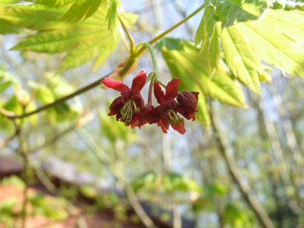 Acer japonicum 'Vitifolium'