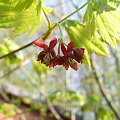 Acer japonicum 'Vitifolium'