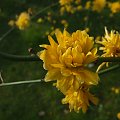 Kerria japonica 'Pleniflora'