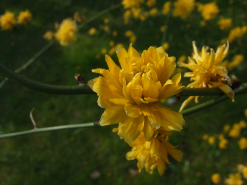 Kerria japonica 'Pleniflora'