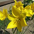 Tulipa silvestris