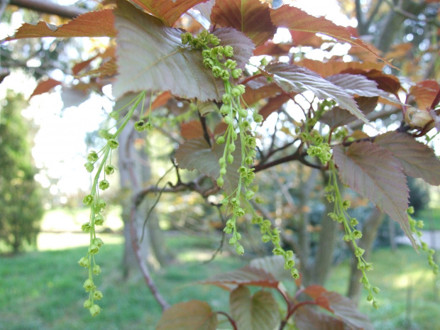 Acer caudatifolium