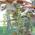 Acer caudatifolium