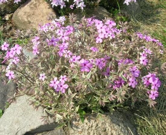 Phlox procumbens variegata