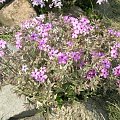 Phlox procumbens variegata