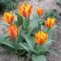 Tulipa Compostela