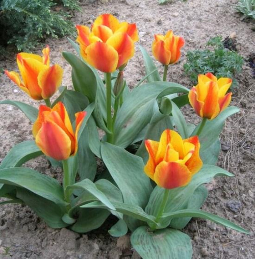 Tulipa Compostela