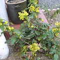 Mahonia