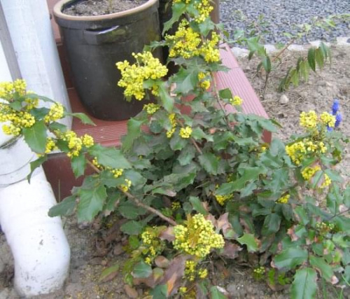 Mahonia