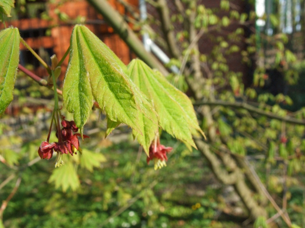 Acer japonicum 'Vitifolium'