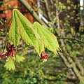 Acer japonicum 'Vitifolium'