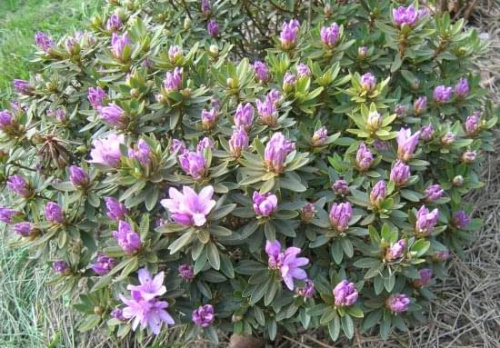 Rhododendron impeditum