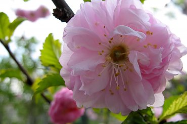 migdałek trójklapowy #kwiaty #wiosna #migdałek #makro