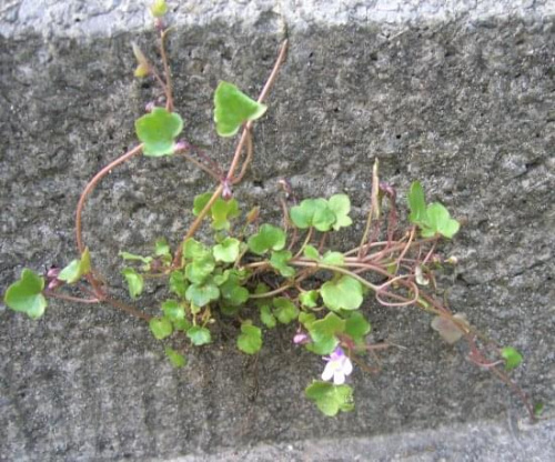 Cymbalaria murowa