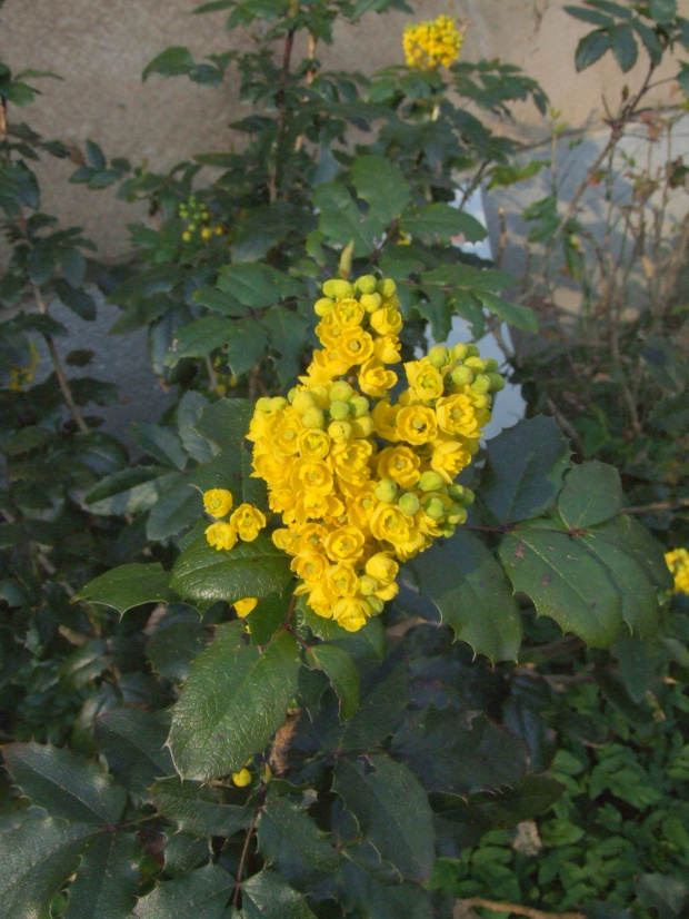 Mahonia aquifolium