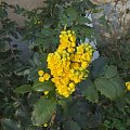 Mahonia aquifolium