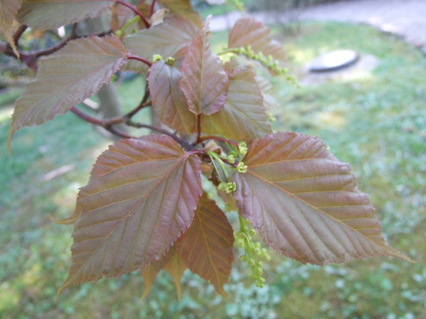 Acer caudatifolium