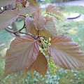 Acer caudatifolium