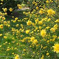 Kerria japonica 'Pleniflora'