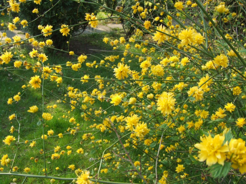 Kerria japonica 'Pleniflora'