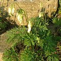 Dicentra formosa