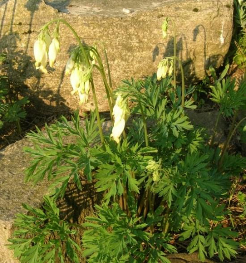 Dicentra formosa