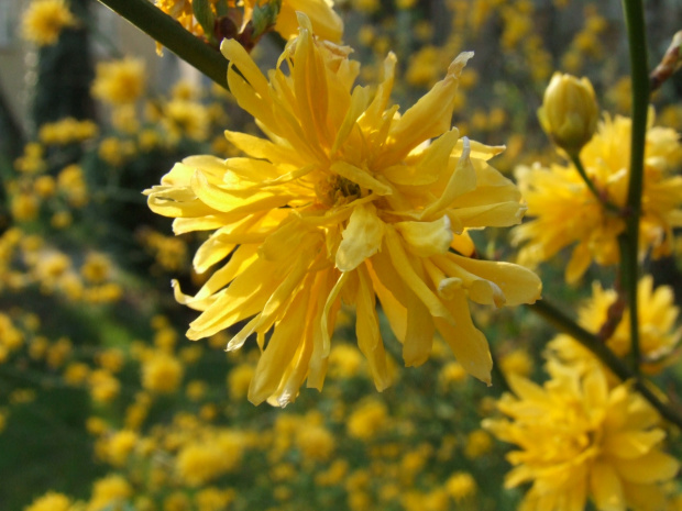 Kerria japonica 'Pleniflora'