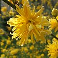 Kerria japonica 'Pleniflora'