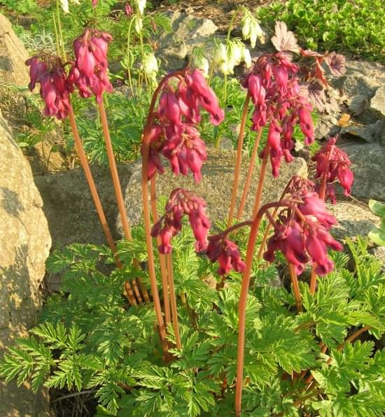 Dicentra formosa