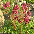 Dicentra formosa