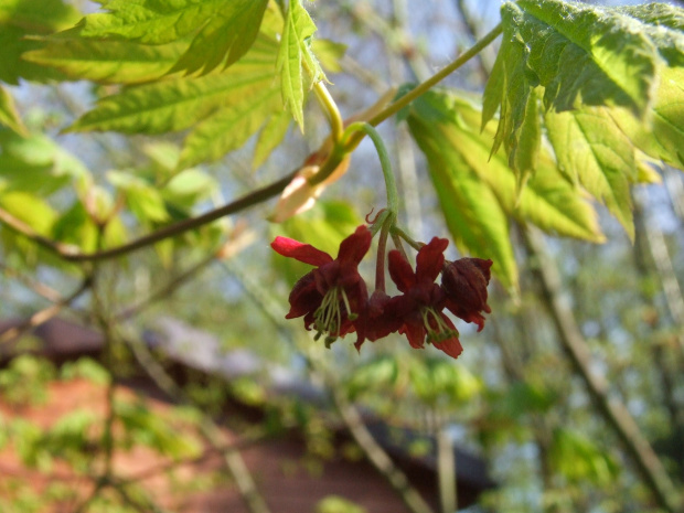 Acer japonicum 'Vitifolium'