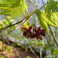 Acer japonicum 'Vitifolium'