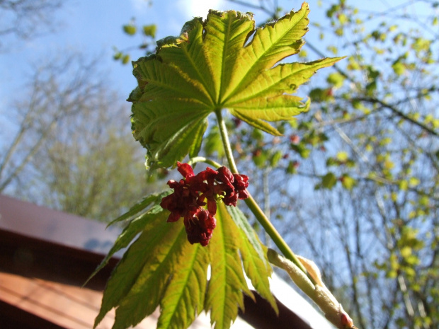 Acer japonicum 'Vitifolium'