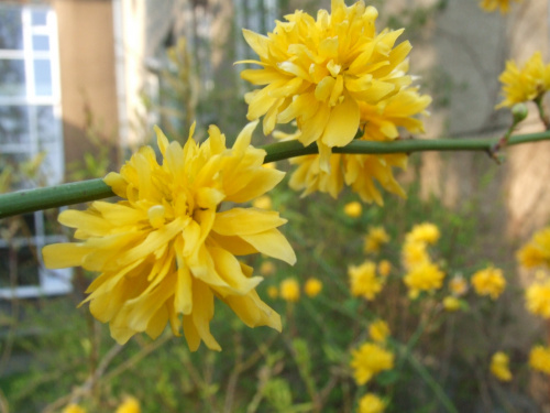 Kerria japonica 'Pleniflora'