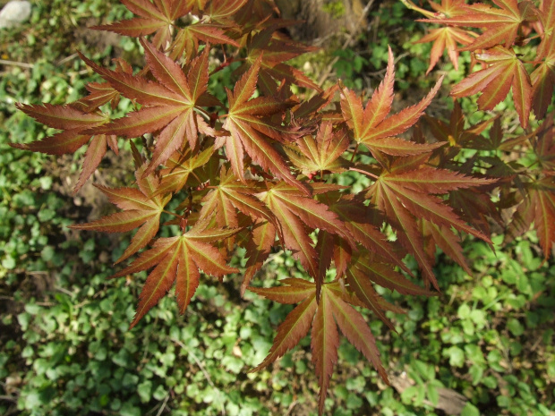 Acer palmatum ssp. matsumurae