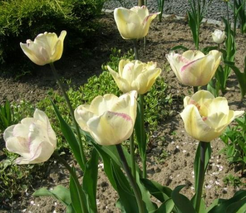 Tulipa Schirley