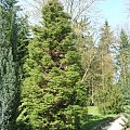 Cryptomeria japonica 'Elegance'