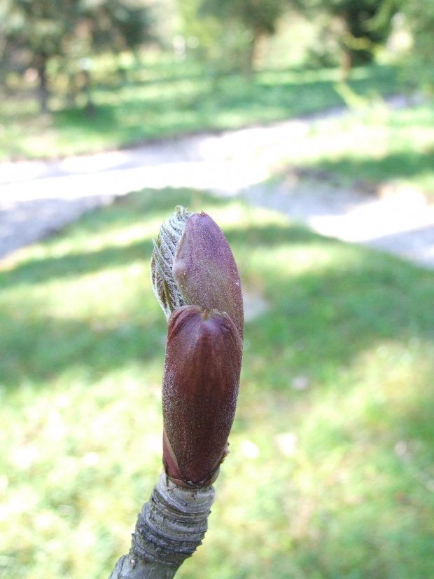 Aralia stipulata