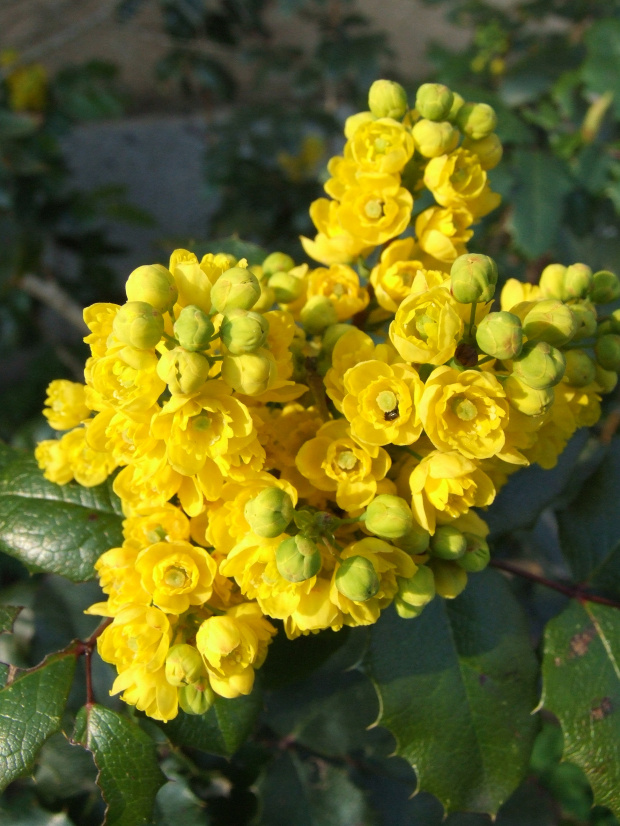 Mahonia aquifolium