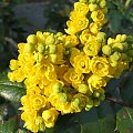 Mahonia aquifolium