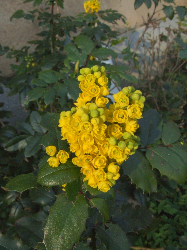 Mahonia aquifolium