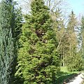 Cryptomeria japonica 'Elegance'