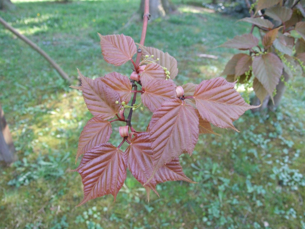 Acer caudatifolium