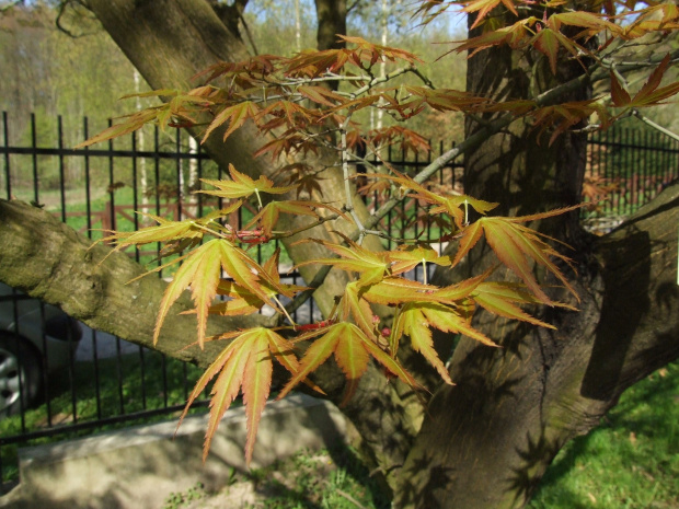 Acer palmatum ssp. matsumurae