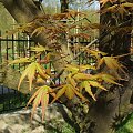 Acer palmatum ssp. matsumurae