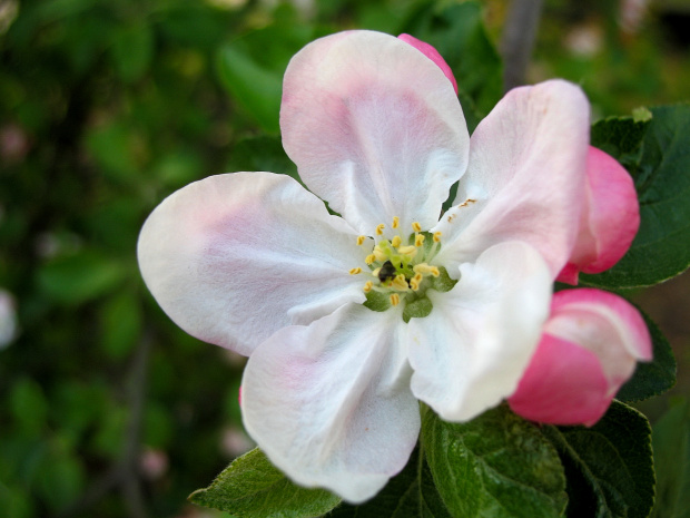 kwiat jabłoni (papierówka) #kwiaty #jabłoń #makro #ogród