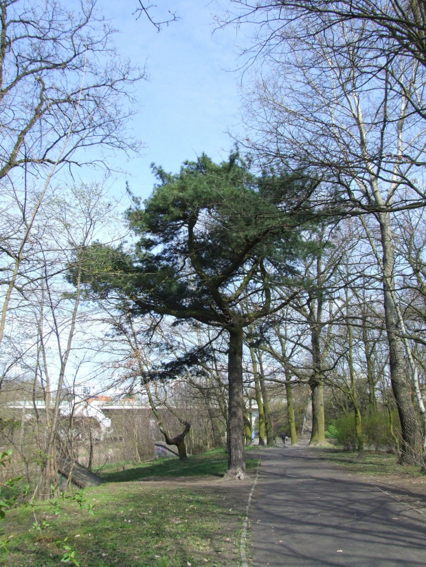 Park Naokowskiego